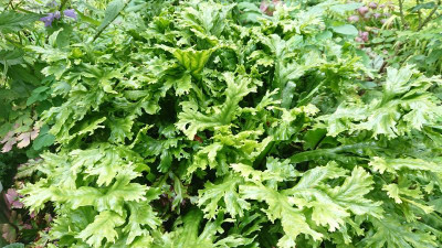 Asplenium sc.JPG