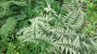 Athyrium niponicum Metallicum.JPG