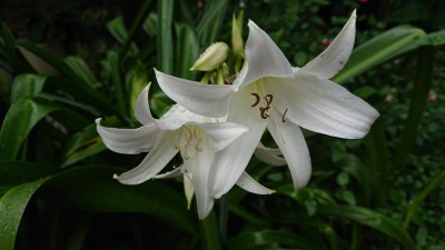 Crinum p. Album.JPG