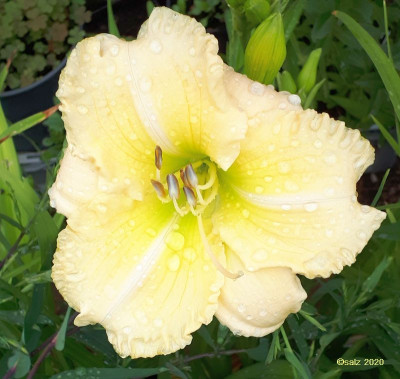 LL cremecitron ruffled rund 2020.jpg