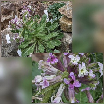 CollageMaker_20200709_185851555.jpg