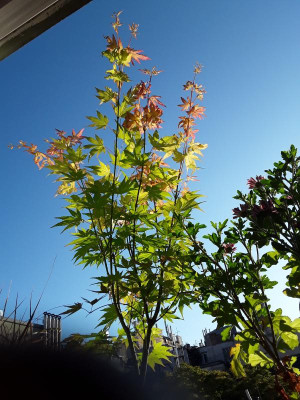 Acer palmatum Orange Dream (1).jpg