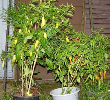 Wile_Wupps_Chilis1_8.09.07_003.jpg