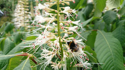 Strauchkastanie mit Hummel.JPG