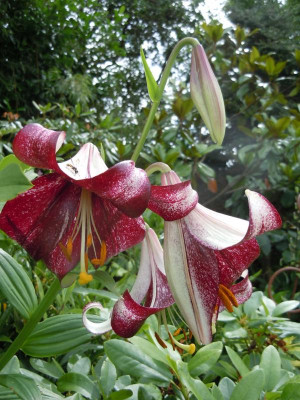 DSCN9799.JPG