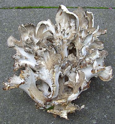 unbekannter_Pilz_fars_2007.jpg