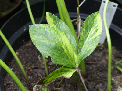 2020-07-10 Helleborus x hybridus.jpg