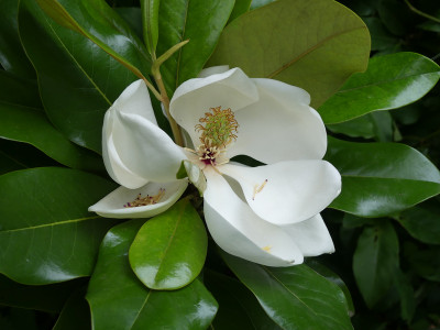 2020-07-10 Magnolia 'Maryland'.jpg