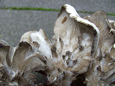 unbekannter_Pilz_2_fars_2007.jpg