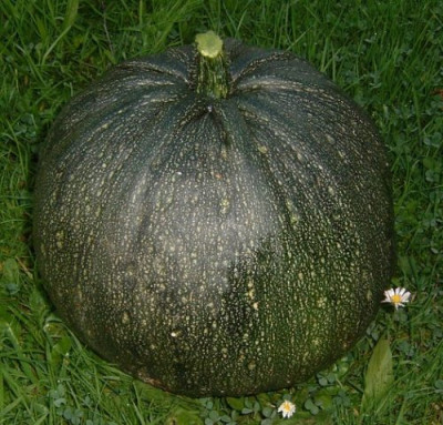 oelkuerbis_020904.jpg