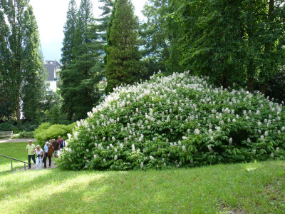 2014-07-13 Arboretum Härle 42.jpg