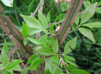euonymus_alatus_02.jpg