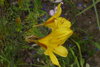 Hemerocallis_LC_P1010781b.JPG