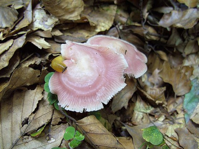 rosa_fars_2007.jpg