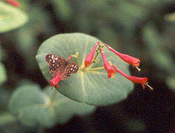 Lonicera.jpg