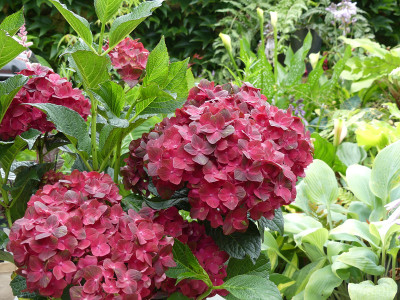 2020-07-11 Hydrangea macrophylla 'Magical Chocolate' 1.jpg