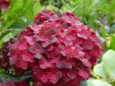 2020-07-11 Hydrangea macrophylla 'Magical Chocolate' 2.jpg