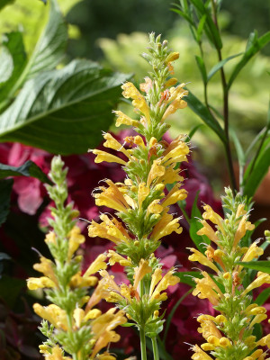 2020-07-11Agastache.jpg