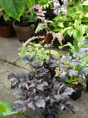 2020-07-11Astilbe 'Chocolate Shogun' 1.jpg
