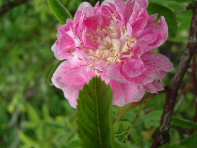 Rosa_majalis_foecundissima_DSCF1043.jpg