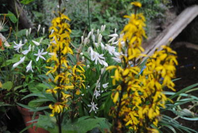 DSC_0187.JPG