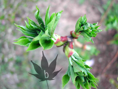 euonymus_alatus_03.jpg