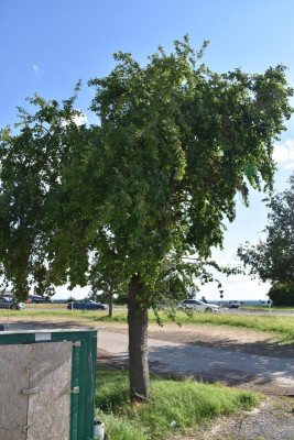 pflaume ottmarsheim feigen hohenhaslach 003.JPG