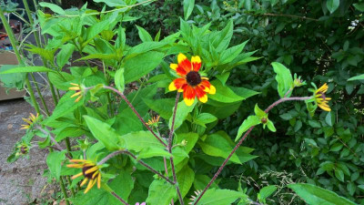 WP_20200708_18_39_02_Pro.jpg
