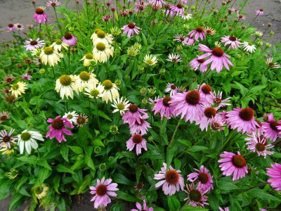 Echinacea Gruppe purpurea Juli 2020.JPG