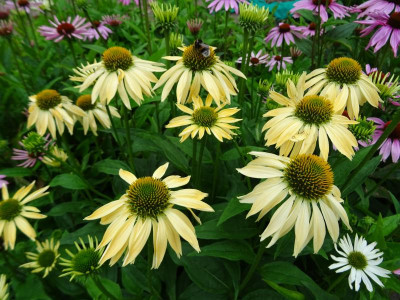 Echinacea purpurea licht geel Juli 2020.JPG