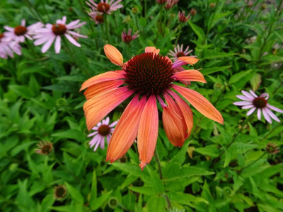 Echinacea purpurea Sämling Juli 2020.JPG