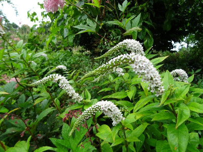 Lysimachia clethroides Juli 2020.JPG
