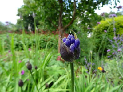 Agapanthus Headbourne Hybrid Dark Blue Juli 2020.JPG