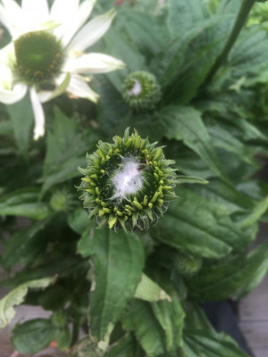 Echinacea 2.jpg