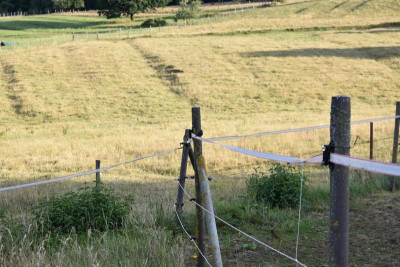 pflaume ottmarsheim feigen hohenhaslach 012.JPG