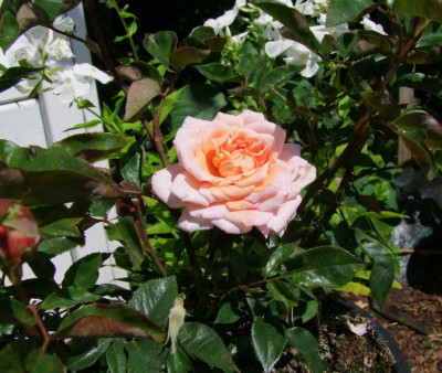 reconciliation-rose.JPG