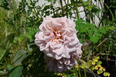 grey-pearl-rose.JPG