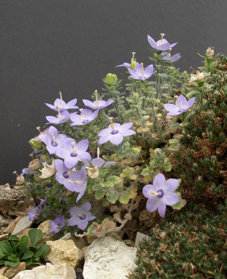 Campanula fragilis ssp. cavolinii 12.07.20.JPG