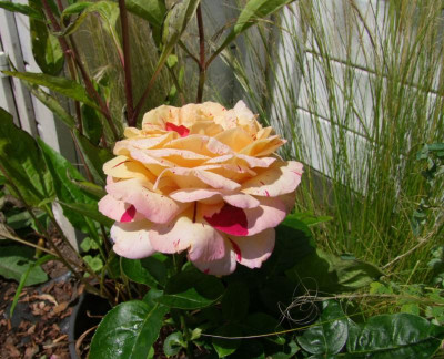 Kristov-Jubilej-2000-Rose.JPG