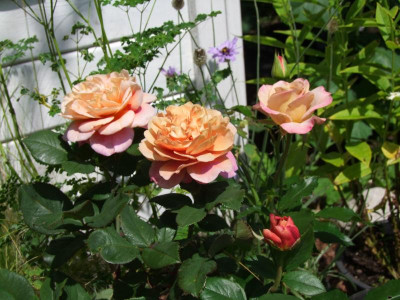 Distant-Drums-Rose.JPG