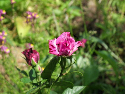 Purple-Tiger-Rose.JPG