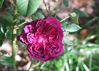 le-grand-capitaine-rose.JPG