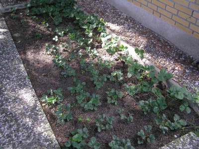erdbeerbeet0909.jpg