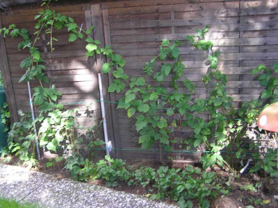 beeren0909.jpg