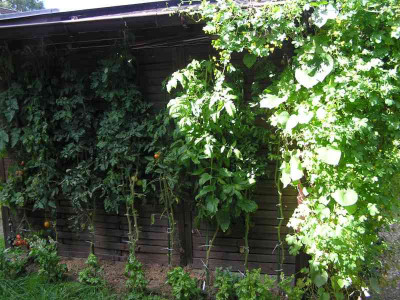tomaten0909.jpg