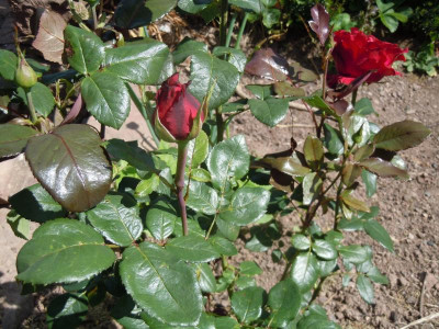 DSCN9841.JPG