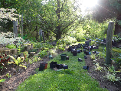 2020-07-12 Gartenimpressionen 1.jpg
