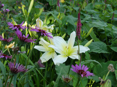 2020-07-12 Hemerocallis 'Berleyer Bianchetta'.jpg