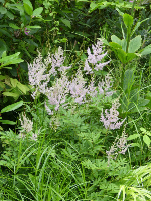 2020-07-05 Astilbe.jpg