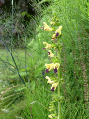 2020-07-12 Salvia bulleyana.jpg